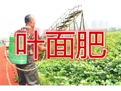 叶面肥只是辅助根部营养！聊聊其正确使用方法和浓度